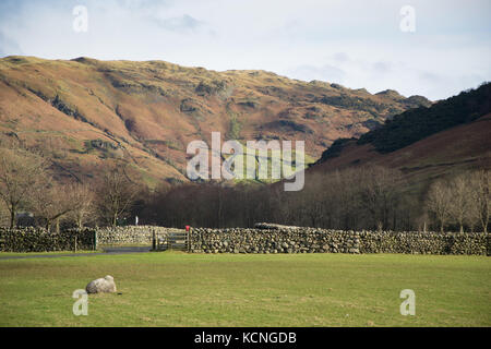 Schafe im Feld auf Stool End Farm, Great Langdale, Blea Rigg im Hintergrund, Lake District National Park, Großbritannien Stockfoto