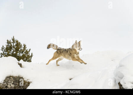 Coyote, Canis yogiebeer, im Winter, Montana, USA Stockfoto