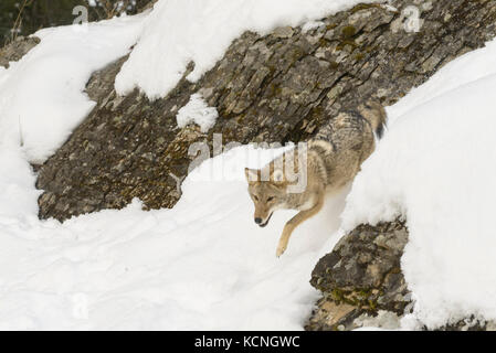 Coyote, Canis yogiebeer, im Winter, Montana, USA Stockfoto