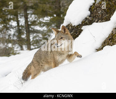 Coyote, Canis yogiebeer, im Winter, Montana, USA Stockfoto