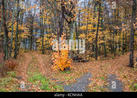 Zwei Straßen divergierende, späten Herbst Thessalon, Ontario, Kanada Stockfoto