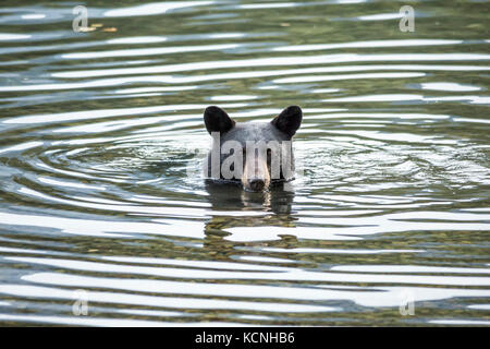 Black Bear (Ursus americanus) in See, Waterton Lakes National Park, Alberta, Kanada Stockfoto