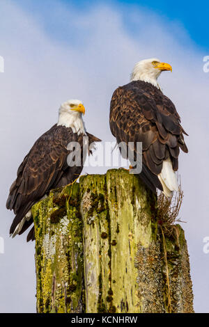 Zwei Blad Adler ruht auf einer Spundwand in Broughton Archipel Provincial Park in British Columbia, Kanada. Haliaeetus leucocephalus Stockfoto