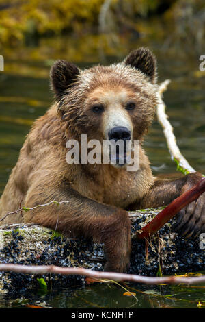 Grizzly Bär Frauen spielen mit einem toten Baum im Wasser, entlang der Pazifikküste in Glendale Cove, Knight Inlet, British Columbia, Kanada Stockfoto