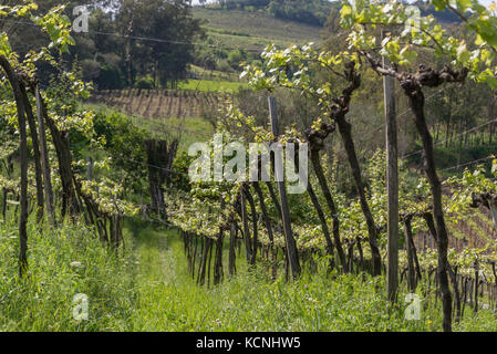 Die Weinberge von Casa Valduga in Vale dos Vinhedos, Grande do Sul, Brasilien Stockfoto