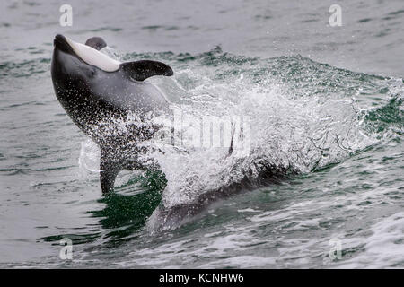 Pacific weiß beidseitig Dolphin jumping, zurück in broughton Archipel Marine Park, British Columbia, Kanada. Stockfoto