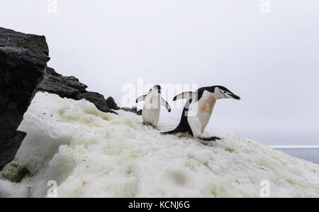 Kinnriemen Pinguine Spaziergang entlang eines 'penguin Highway" auf Half Moon Island in der antarktischen Halbinsel. Stockfoto