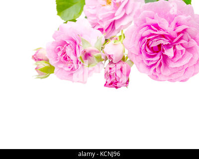 Leuchtend rosa antike Rosen und Knospen in der Ecke isoliert auf weißem Stockfoto