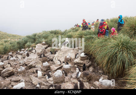 Abenteuer Touristen schauen auf eine Black Browed Albatross Rookery, wo junge aufgezogen werden und Rock Hopper Pinguine auch wohnen. West Point Island, Falklandinseln Stockfoto