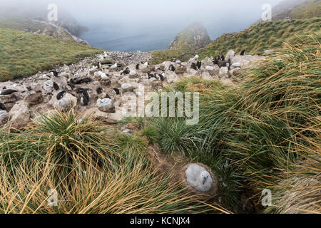 Schwarz tiefsten Albatross, ihre Babys und Rock Hopper Pinguine alle zusammen auf einem rookery auf West Point Island, Falkland Inseln Stockfoto