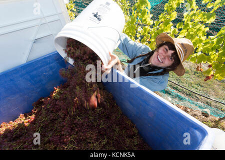 Eine junge Frau ernten Trauben im Beaufort Weingut und Immobilien in Courtenay, Comox Valley, Vancouver Island, British Columbia, Kanada. Stockfoto