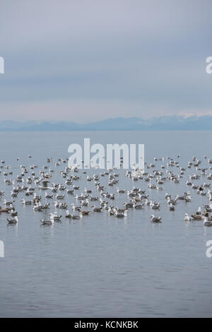 Eine große Herde von Möwen entspannt im Wasser an kye Bay, die Comox Valley Stockfoto