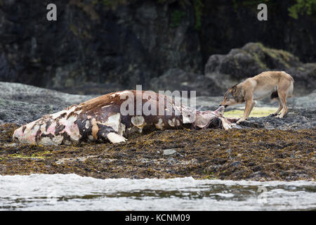 Ein wolf Feeds auf der Aas eines stellaren sea lion Angespült auf einer Insel in der Nähe von Kyuquot. Vancouver Island, British Columbia, Kanada. Stockfoto