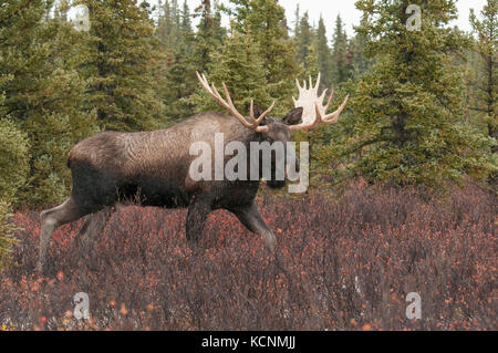 Bull Moose Wandern durch den Herbst Tundra, (Alces alces), Denali National Park, Alaska, USA Stockfoto