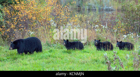 Wild American Black Bear (Ursus americanus) Leistungsbeschreibung mit ihren drei, im zweiten Jahr Jungen, Quetico Provincial Park, Ontario, Kanada Stockfoto