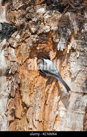 Black-capped chickadee (poecile atricapillus), im Nest Hohlraum, Vancouver, British Columbia, Kanada. Stockfoto