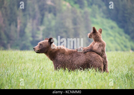 Grizzly Bear (Ursus arctos horriblis), weiblicher und einjähriges Jungweibchen Rücken, Khutzeymateen Grizzly Bear Sanctuary, British Columbia, Kanada. Das Weibchen isst Lyngbye's Sedge (Carex lyngbyei). Stockfoto