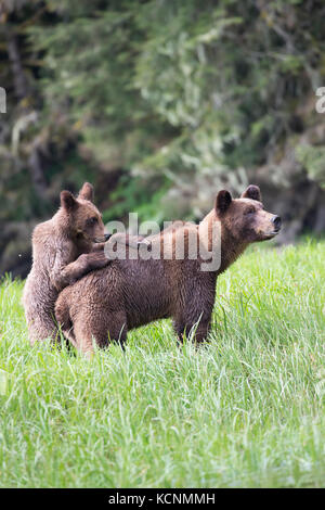 Grizzly Bear (Ursus arctos), Weibliche und horriblis Jährling cub mit Pfoten auf weibliche ist wieder da, das khutzeymateen Grizzly Bär Heiligtum, British Columbia, Kanada Stockfoto