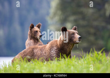 Grizzly Bear (Ursus arctos), Weibliche und horriblis Jährling cub mit Pfoten auf weibliche zurück, Essen Lyngbye's Segge (Carex lyngbyei), das khutzeymateen Grizzly Bär Heiligtum, British Columbia, Kanada. Stockfoto