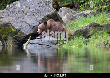 Grizzlybär (Ursus arctos Horribilis), weiblich, das khutzeymateen Grizzly Bär Heiligtum, British Columbia, Kanada. Stockfoto