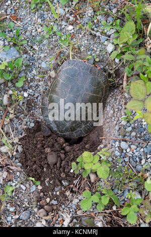 Western gemalte Schildkröte (chrysemys picta bellii), weiblich, graben ein Nest Hohlraum für Eier in nicomen Slough, Agassiz, British Columbia, Kanada Stockfoto