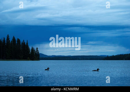 Gemeinsame Eistaucher (Gavia Immer), Zuchtpaar in der Dämmerung, Cariboo Region, British Columbia. Stockfoto