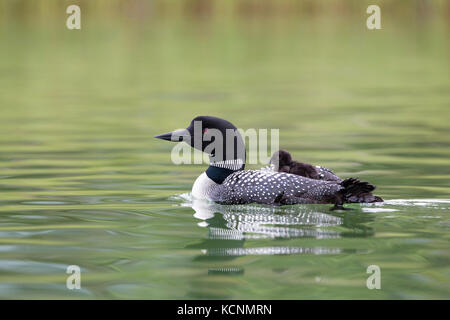 Gemeinsame Eistaucher (Gavia Immer), für Erwachsene mit Küken auf dem Rücken, Cariboo Region, British Columbia, Kanada. Stockfoto