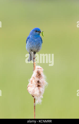 Mountain bluebird (sialia currucoides), männlich mit Caterpillar für Küken, auf cattail typha (sp.), Cariboo Region, British Columbia, Kanada Stockfoto