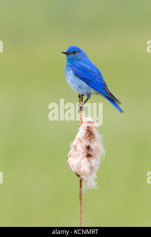 Mountain bluebird (sialia currucoides), männlich mit Caterpillar für Küken, auf cattail typha (sp.), Cariboo Region, British Columbia, Kanada Stockfoto