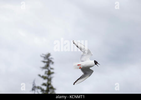 Der bonaparte Möwe (chroicocephalus Philadelphia), Erwachsene in der Zucht Gefieder, im Flug, Cariboo Region, British Columbia, Kanada Stockfoto