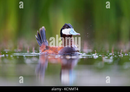 Schwarzkopfruderente (oxyura Jamaicensis), männlich in der Zucht Gefieder, blubbernde Balz, Cariboo Region, British Columbia, Kanada Stockfoto