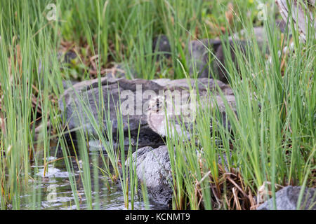 Der bonaparte Möwe (chroicocephalus Philadelphia), Küken, Cariboo Region, British Columbia, Kanada. Stockfoto