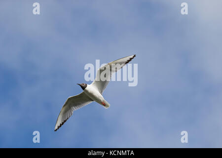 Der bonaparte Möwe (chroicocephalus Philadelphia), Erwachsene in der Zucht Gefieder, im Flug, Cariboo Region, British Columbia, Kanada Stockfoto