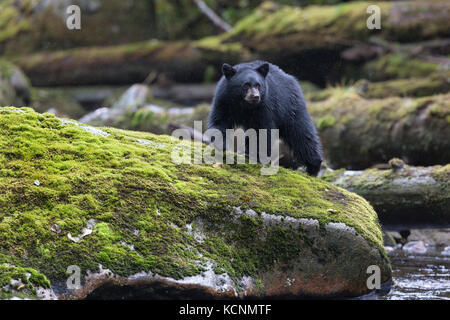 Schwarzer Geist Bär (Ursus americanus kermodei), Cub, Lachs (oncorhynchus sp.) laichen Creek, Great Bear Rainforest, British Columbia, Kanada Stockfoto