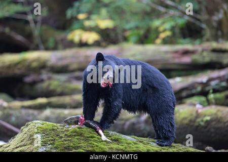 Schwarzer Geist Bär (Ursus americanus kermodei), Weibliche essen Chum salmon (Oncorhynchus keta), Great Bear Rainforest, British Columbia, Kanada Stockfoto