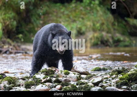 Schwarzer Geist Bär (Ursus americanus kermodei), Lachs (oncorhynchus sp.) laichen Creek, Great Bear Rainforest, British Columbia, Kanada Stockfoto