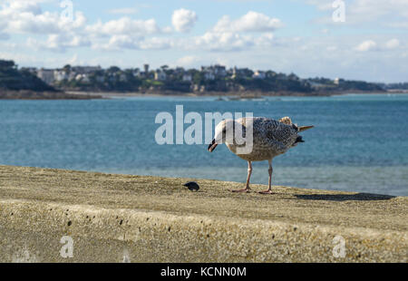 Juvenile Silbermöwe (Larus argentatus) Fütterung auf die Wände zu St Malo, Bretagne, Frankreich Stockfoto