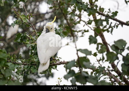 Der schwefel Crested cockatoo (cacatua galarita) ist eine große australische Eingeborene Papagei sie sehr intelligent sind und kann bis zu 70 Jahre in Gefangenschaft leben. Stockfoto