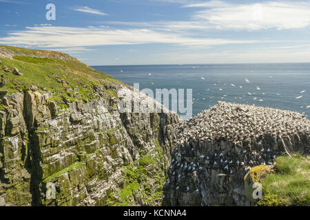 Northern Gannet (Morus bassanus), ruht auf Bird Rock, Cape St. Mary's Ecological Reserve, in der Nähe von Kap St. Mary's auf dem Kap Ufer befindet sich auf der südwestlichen Avalon Halbinsel von Neufundland und Labrador Stockfoto