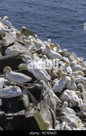 Northern Gannet (Morus bassanus), ruht auf Bird Rock, Cape St. Mary's Ecological Reserve, in der Nähe von Kap St. Mary's auf dem Kap Ufer befindet sich auf der südwestlichen Avalon Halbinsel von Neufundland und Labrador Stockfoto
