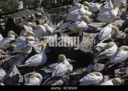Northern Gannet (Morus bassanus), ruht auf Bird Rock, Cape St. Mary's Ecological Reserve, in der Nähe von Kap St. Mary's auf dem Kap Ufer befindet sich auf der südwestlichen Avalon Halbinsel von Neufundland und Labrador Stockfoto