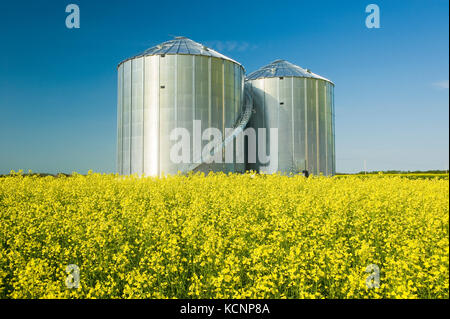 Ein Feld der Blüte-phase Raps mit Korn bins (Silos) im Hintergrund, Saskatchewan, Kanada Stockfoto