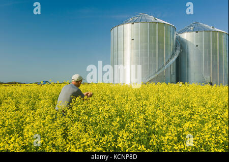 Ein Mann Pfadfinder ein Feld der Blüte-phase Raps mit Korn bins (Silos) im Hintergrund, Saskatchewan, Kanada Stockfoto