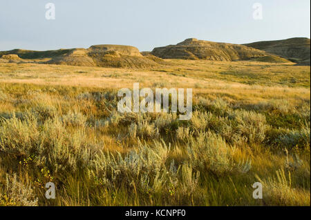 Killdeer Badlands, Ostblock, Grasslands National Park, Saskatchewan, Kanada Stockfoto