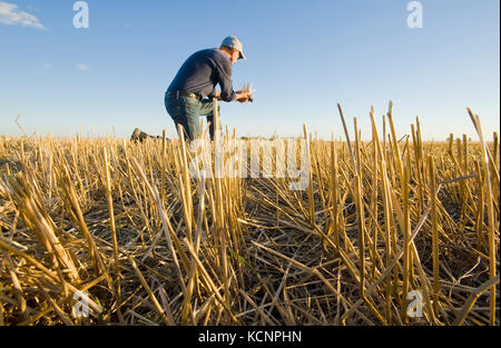 Landwirt in einem Feld von Getreide Stroh in der Nähe von Winnipeg, Manitoba, Kanada Stockfoto