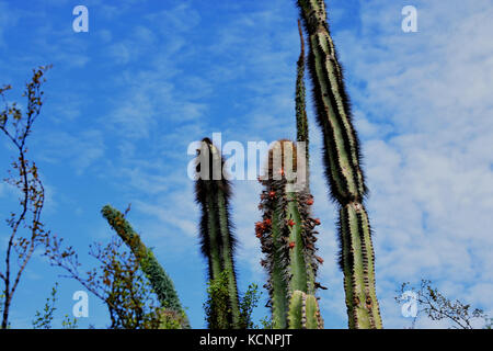 Blühende Kakteen in der Sonora Desert Museum in der Nähe von Tucson, Arizona Stockfoto