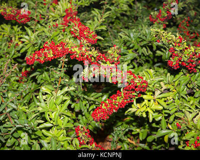 Detail von grünem Strauch mit roten Früchten in einem Garten. Aucuba Japonica Stockfoto