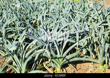 Lauch in Schrebergarten, Shottisham, Suffolk, England, Großbritannien Stockfoto