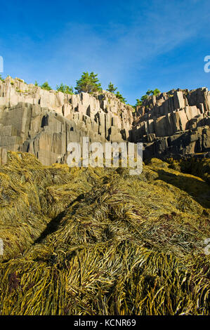 Algen entlang Basalt Felsen bei Ebbe, Brier Island, Bucht von Fundy, Nova Scotia, Kanada Stockfoto