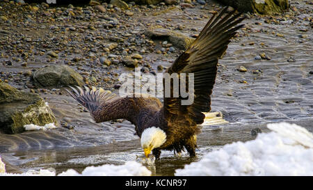 Weißkopfseeadler haliaeetus leucocephalus, oolichan, fangen Fische in der skeena River, Angeln bei Ebbe, Weißkopfseeadler hat eine oolichan Fisch im Schnabel Stockfoto